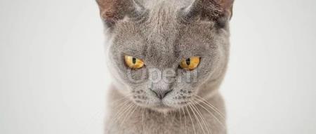 拜登又要出芯片新规!六家中国头部厂商遭禁,新增 120 家实体,美国的盟友却先拍桌子了!