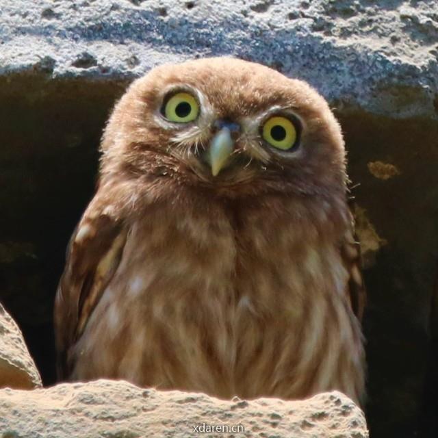 刑小天的鸟类博物馆