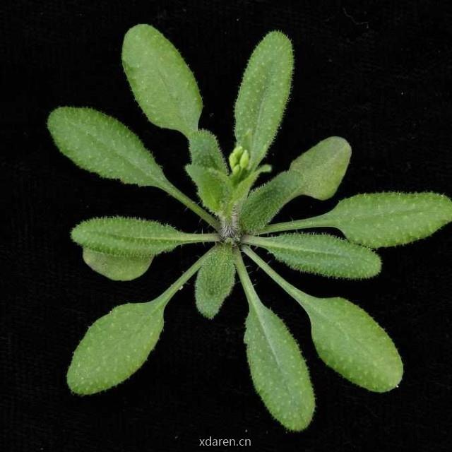 全球植物研究进展