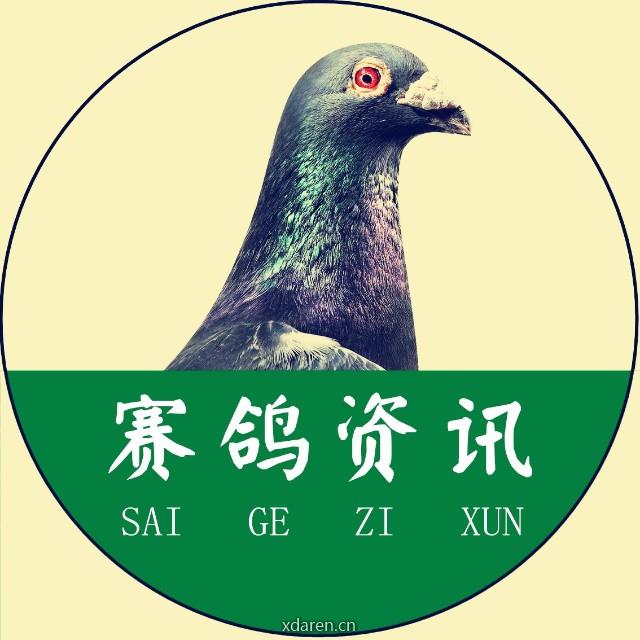 赛鸽资讯