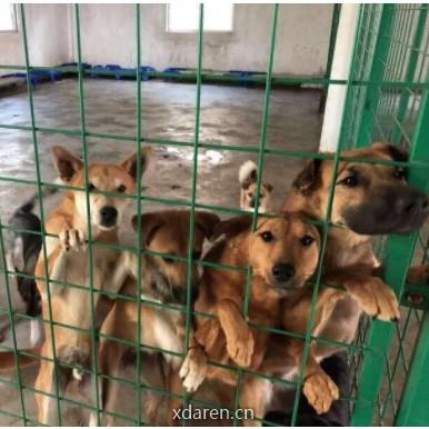 深圳流浪狗驿站