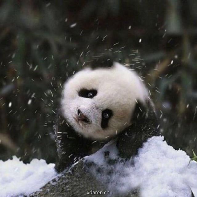 动物的超级魔方