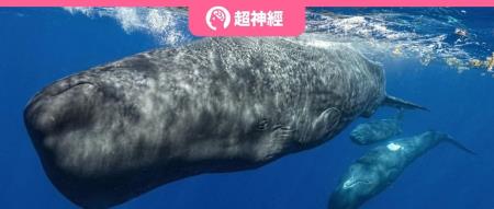 麻省理工/ CETI 团队用机器学习技术分离出抹香鲸发音字母表！高度类似人类语言系统，信息承载能力更强！