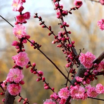 一剪寒梅三次绽放