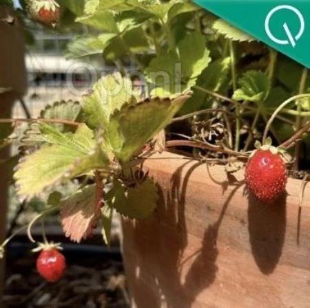 奥特曼晒“草莓”引热议,神秘新模型现身竞技场,网友第一波实测来了