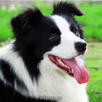 爱边境牧羊犬
