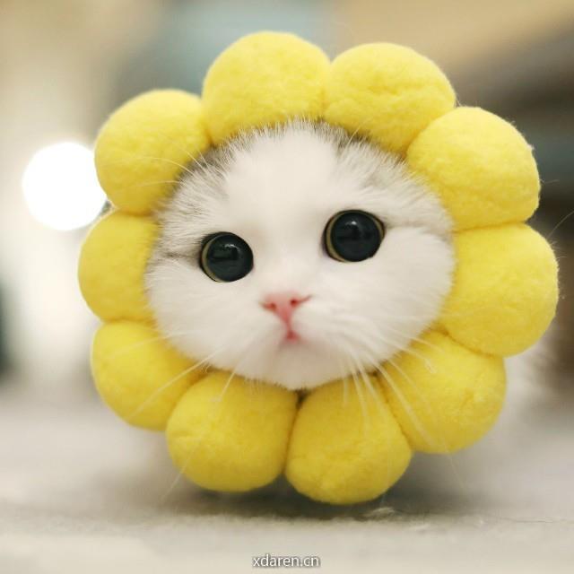 灰灰计算机考研