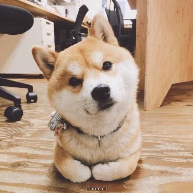 codog代码狗