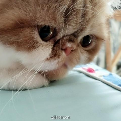 pikachu的十万伏特