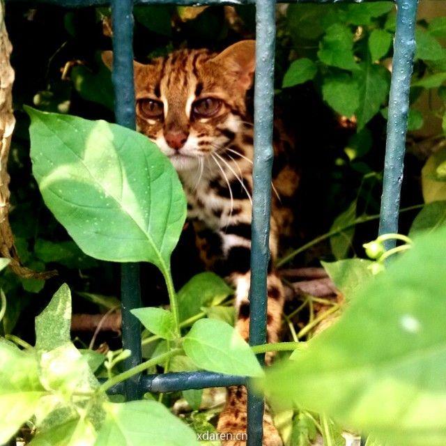 野生青年陈老师的咸盐和碎雨