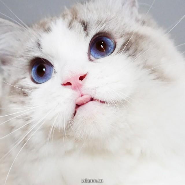 布偶猫舍365acebaby