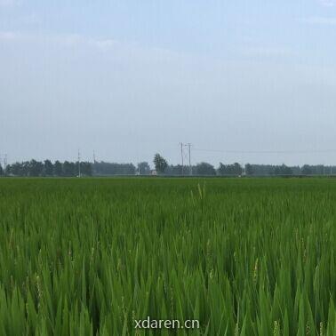 江苏植保