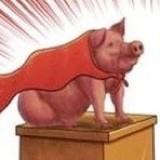 天天报猪价
