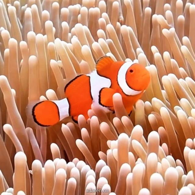 澳大利亚昆士兰旅游