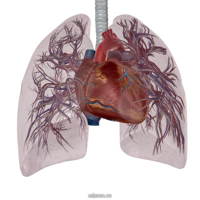 中日肺栓塞与肺血管病团队