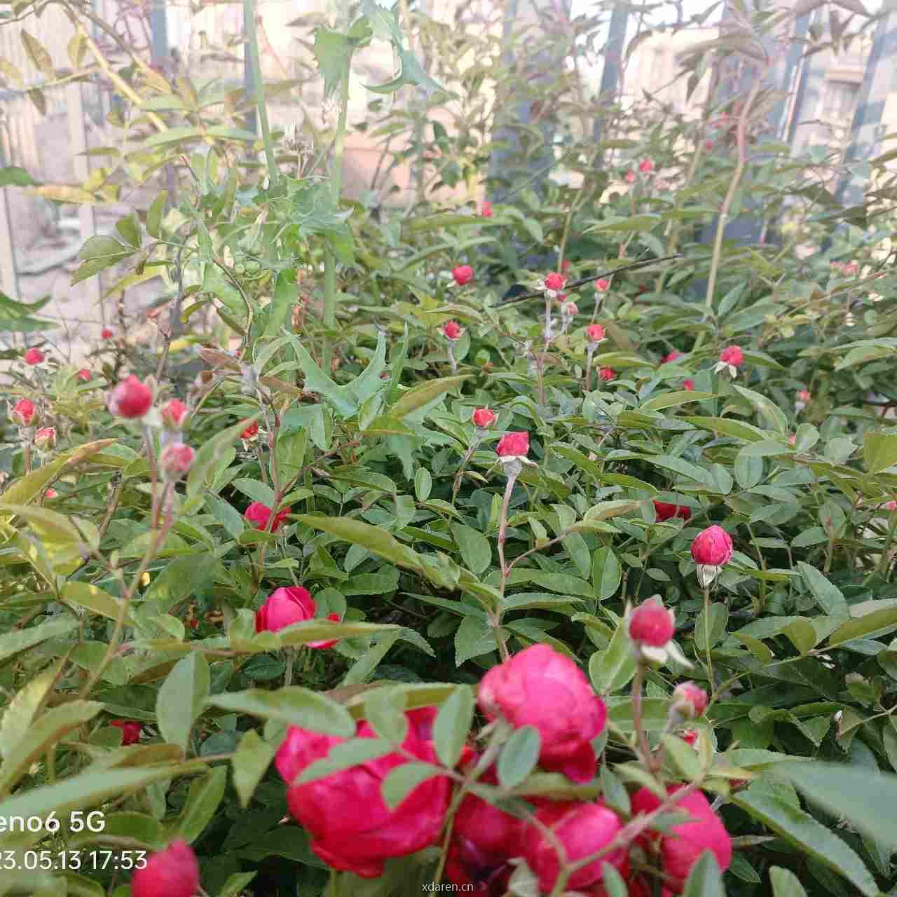 转角又见梧桐树