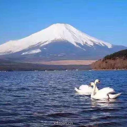 别样日本华人圈