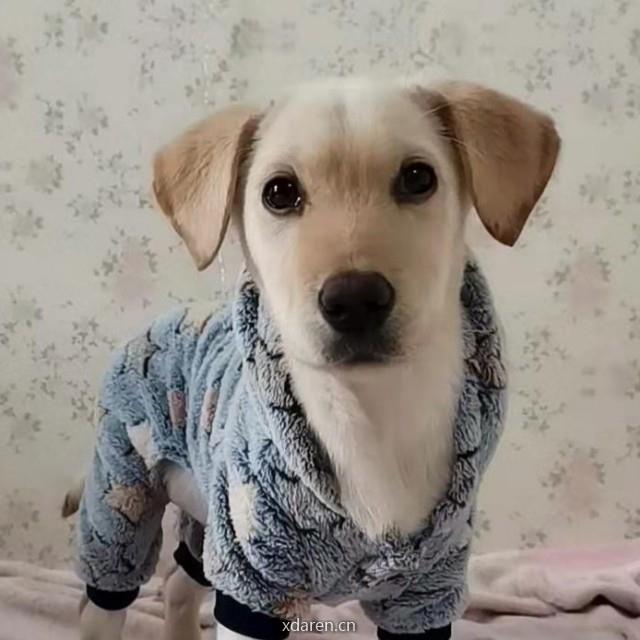 地产阳光小后生