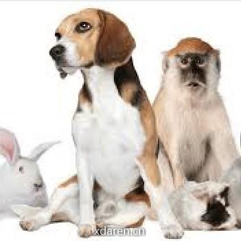 实验动物那些事儿