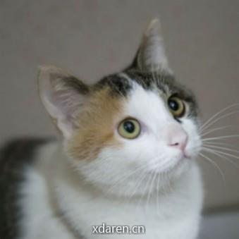 胖琪的升级之路