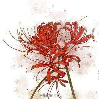 Manjusaka的编程屋