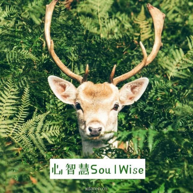 心智慧SoulWise