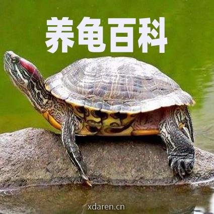 养龟百科