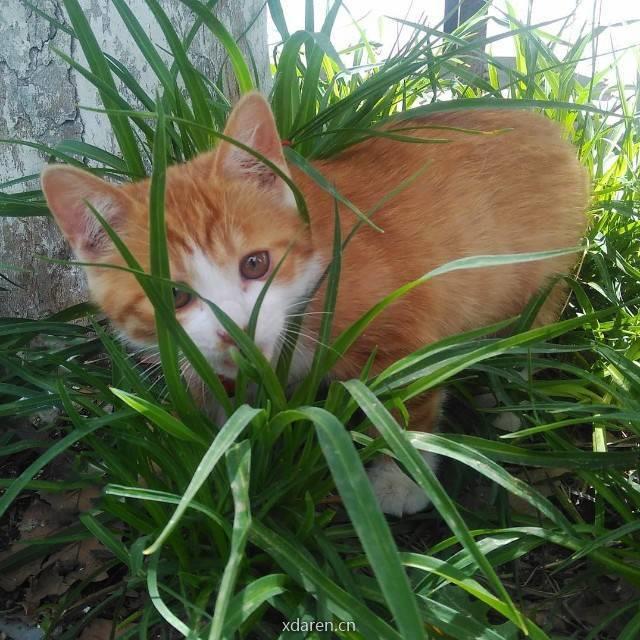 免税行业一只猫