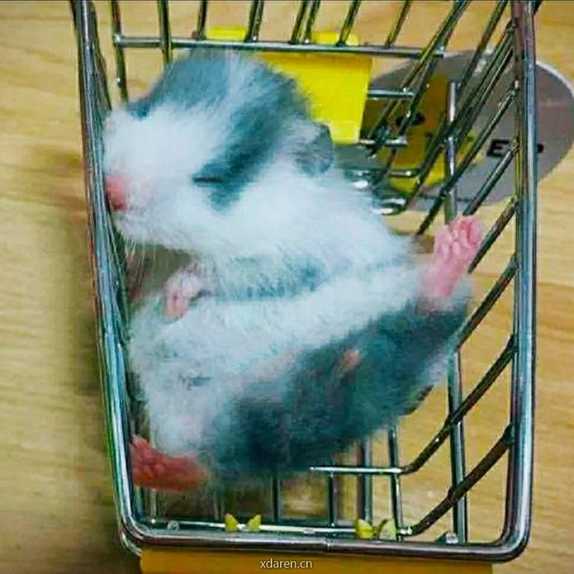 动物的幸福生活