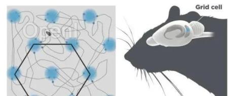 更新诺奖发现！《科学》：大脑预测下一步的工具找到了