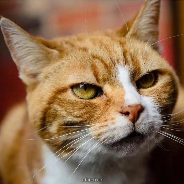 大橘为重的小胖橘