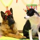 阿尔法你个贝塔