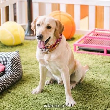 爱拉布拉多狗狗