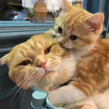 猫咪爱上喵星人