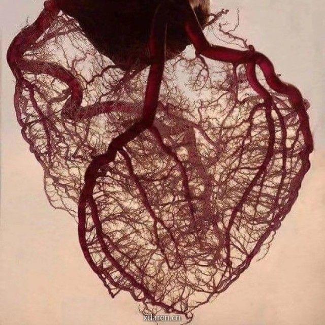 聊聊心血管那些事儿