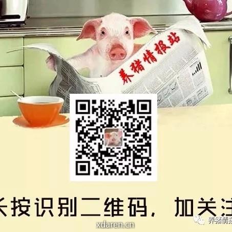 养猪情报站