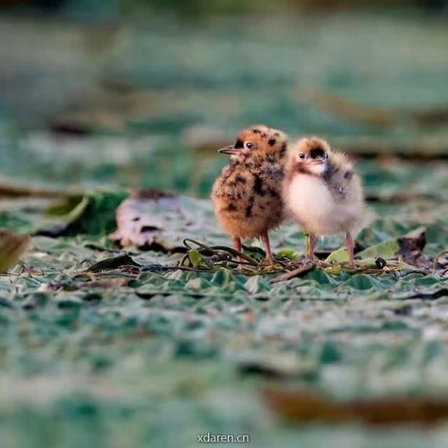 野趣自然与绿色能量