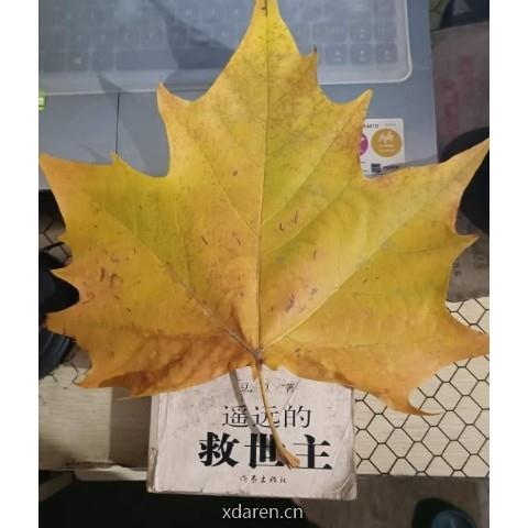 煤球青年