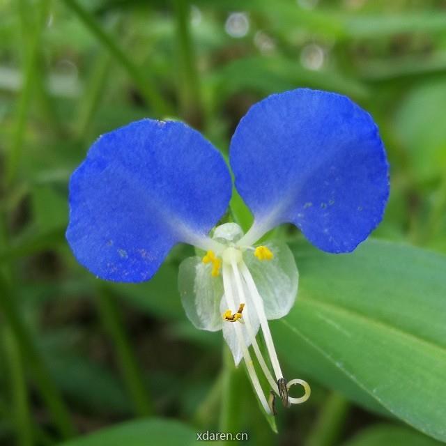越野寻花