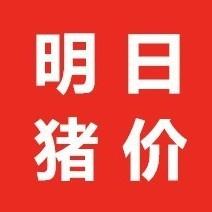 明日猪市价格