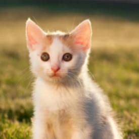 我是程序员小贱