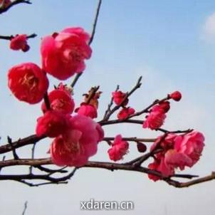 梅学堂