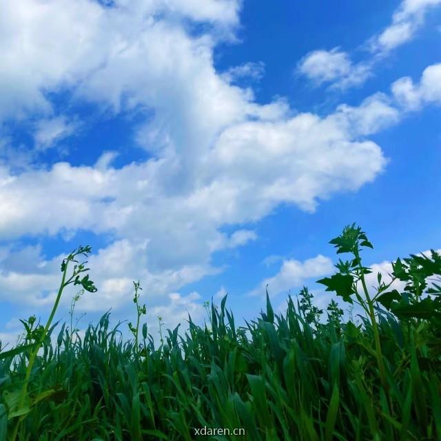小鑫话农业