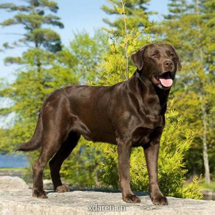 拉布拉多狗狗生活馆