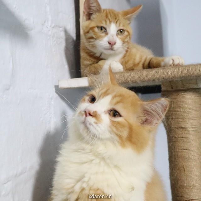 饭饭的宠物江湖