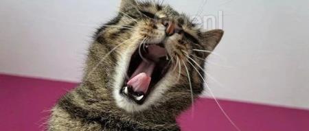 2000 多名应届生被印度 IT 巨头“培训”多年不给发工资，在职员工吐槽：我们工作14小时哪还有工作留给别人