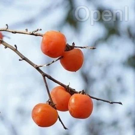 谷歌AI新应用:判断失业雇员是否有资格领取救济