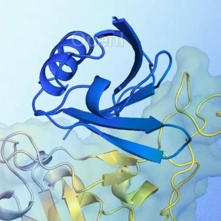 DeepMind Alpha家族新成员:AlphaProteo蛋白质设计成功率破纪录