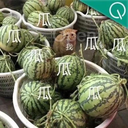 “最强开源模型”被打假,CEO下场致歉,英伟达科学家:现有测试基准已经不靠谱了