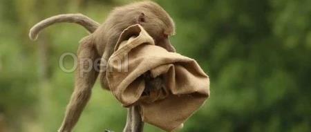 内部数百工程师可随意摄取 OpenAI 先进模型!OpenAI 前员工揭露:谏言即被开除,祈祷公司不报复